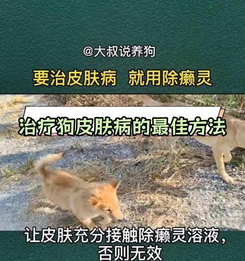 皮肤病狗狗饮食指南|科学搭配食物助恢复健康(图1) 皮肤病狗狗饮食指南|科学搭配食物助恢复健康(图1)