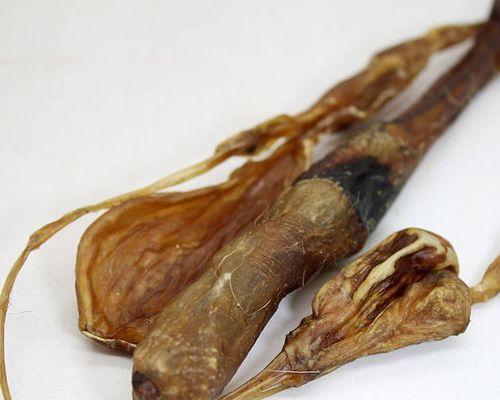 保护狗肾健康的药物选择｜实用指南