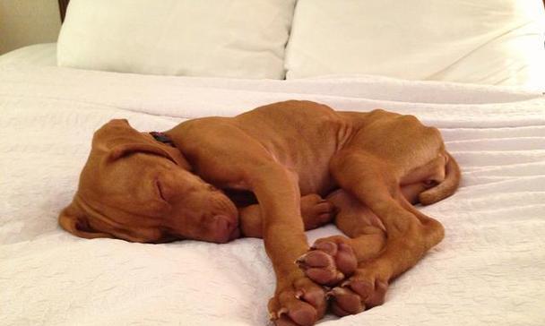 狗狗在床上撒尿的原因与解决方法|实用指南(图1) 狗狗在床上撒尿的原因与解决方法|实用指南(图1)