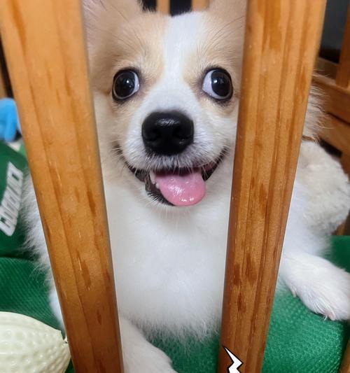 狗狗在床上撒尿的原因与解决方法|实用指南(图2) 狗狗在床上撒尿的原因与解决方法|实用指南(图2)