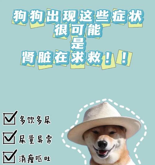 保护狗肾健康的药物选择｜实用指南(图2)