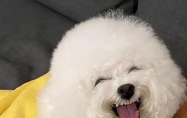 比熊犬健康饮食指南|水果种类与食用要点全攻略(图3) 比熊犬健康饮食指南|水果种类与食用要点全攻略(图3)