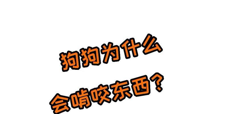 狗狗咬东西的原因及解决办法｜实用指南(图2)