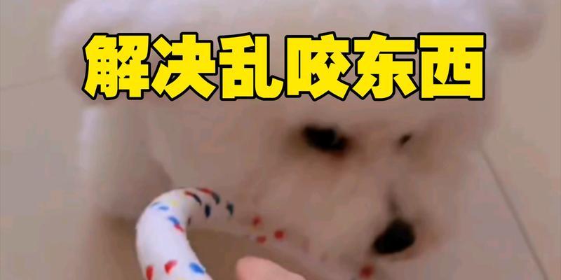 狗狗咬东西的原因及解决办法｜实用指南(图1)