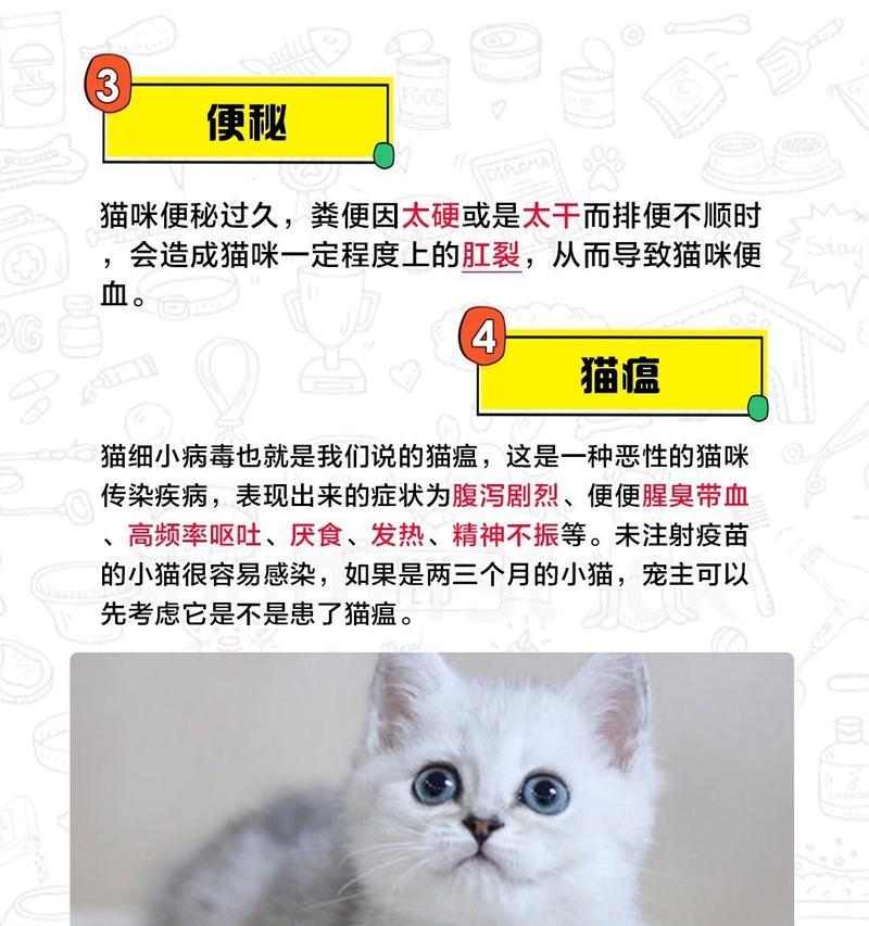 猫咪拉肚子怎么办｜实用缓解方法与护理指南(图2)