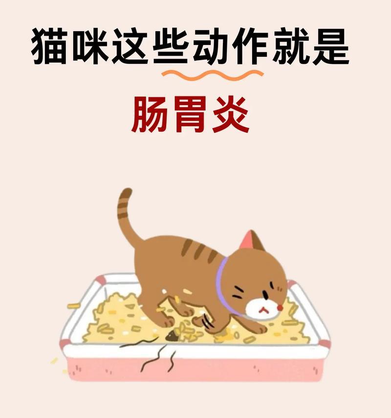 猫咪拉肚子怎么办｜实用缓解方法与护理指南(图3)