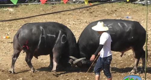 贵州斗牛牛种全攻略|特色品种与斗牛技巧解析(图2) 贵州斗牛牛种全攻略|特色品种与斗牛技巧解析(图2)