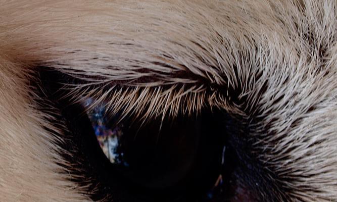 狗瞳之世界｜揭秘狗狗眼中的多彩视觉(图2)