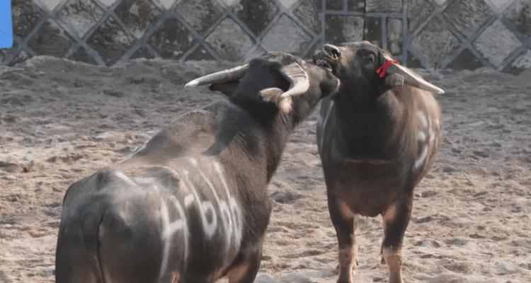 贵州斗牛牛种全攻略|特色品种与斗牛技巧解析(图3) 贵州斗牛牛种全攻略|特色品种与斗牛技巧解析(图3)