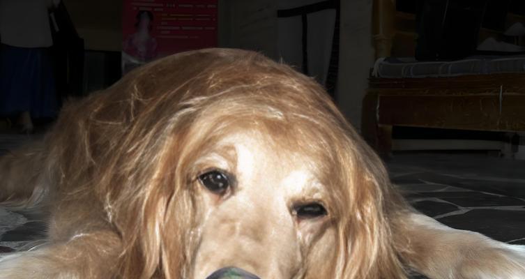 狗狗胃炎饮食护理全攻略｜科学喂养助恢复