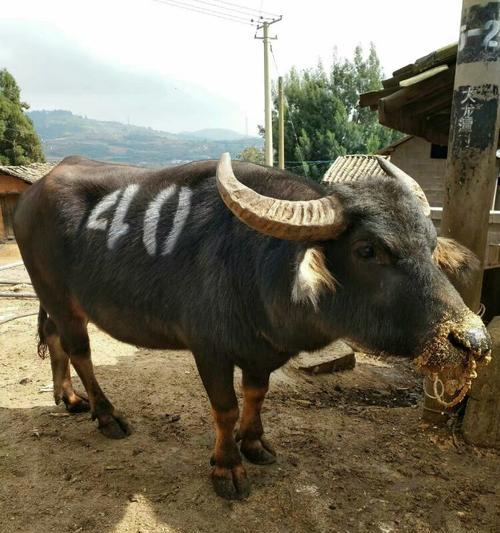 贵州斗牛牛种全攻略｜特色品种与斗牛技巧解析