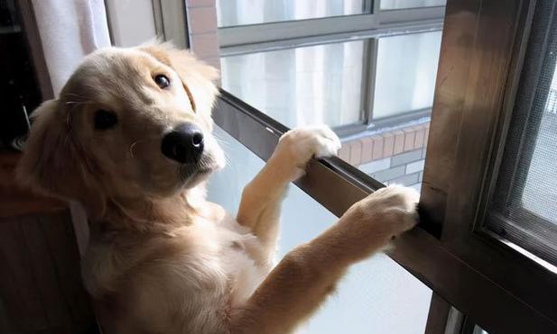 狗瞳之世界｜揭秘狗狗眼中的多彩视觉(图3)