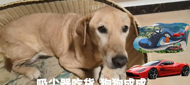 狗瞳之世界｜揭秘狗狗眼中的多彩视觉(图1)