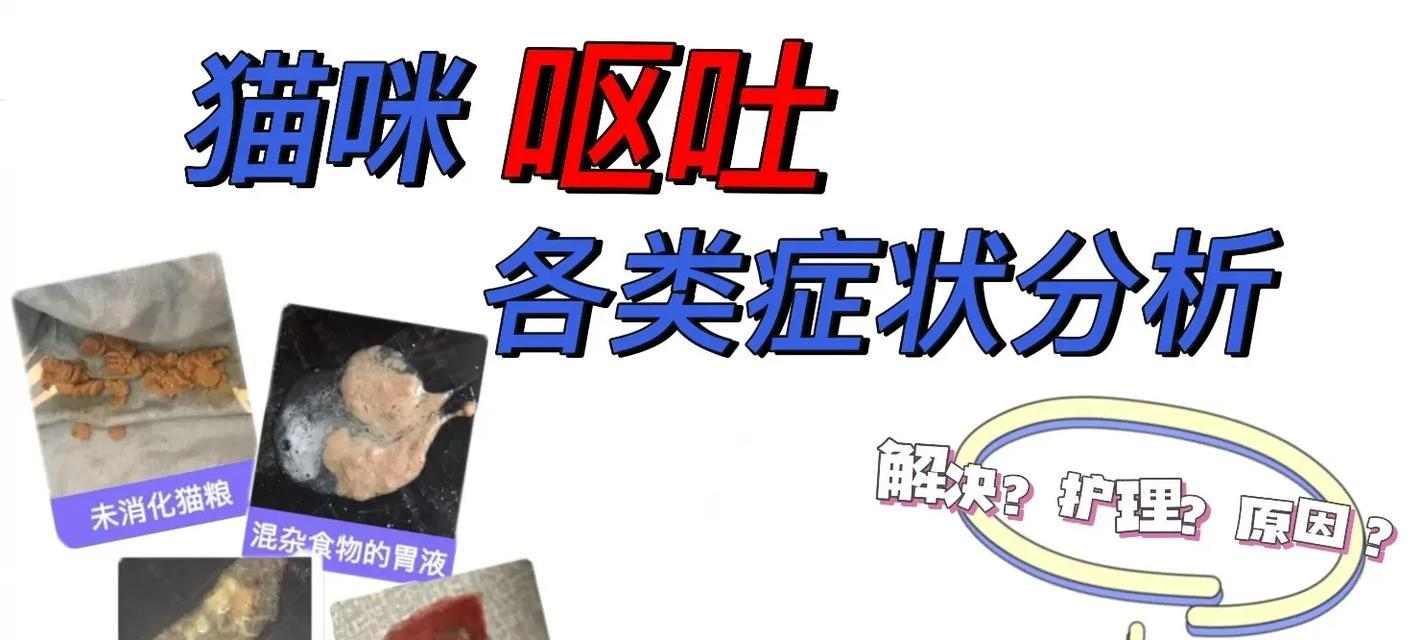 猫咪呕吐原因全攻略｜养猫必备知识