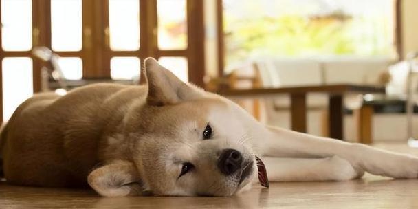 如何帮助狗狗克服恐惧|实用指南全攻略(图1) 如何帮助狗狗克服恐惧|实用指南全攻略(图1)