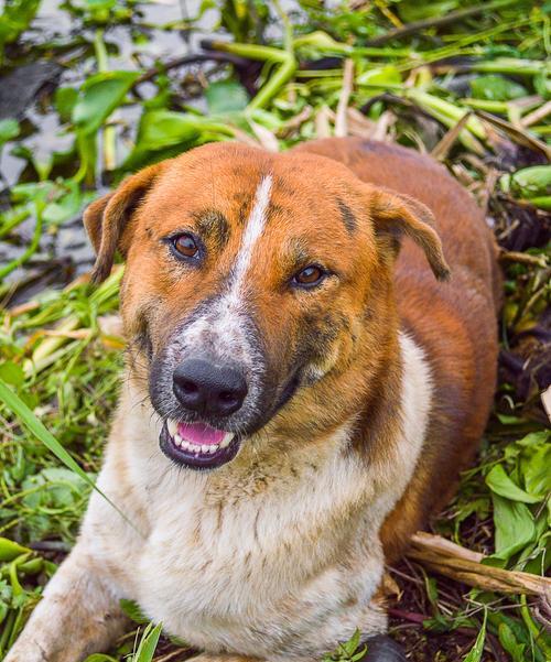 狗狗犬瘟常见症状与治疗全攻略｜幼犬健康守护指南