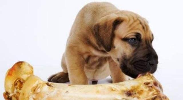 小狗受伤后如何处理｜正确用药全攻略