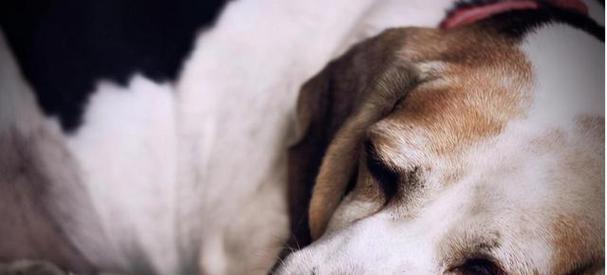 如何帮助狗狗克服恐惧|实用指南全攻略(图3) 如何帮助狗狗克服恐惧|实用指南全攻略(图3)