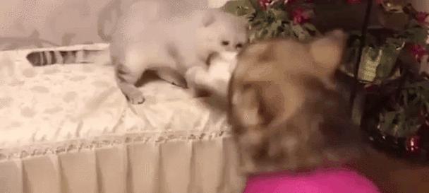 大狗产后饮食护理全攻略｜科学喂养助恢复