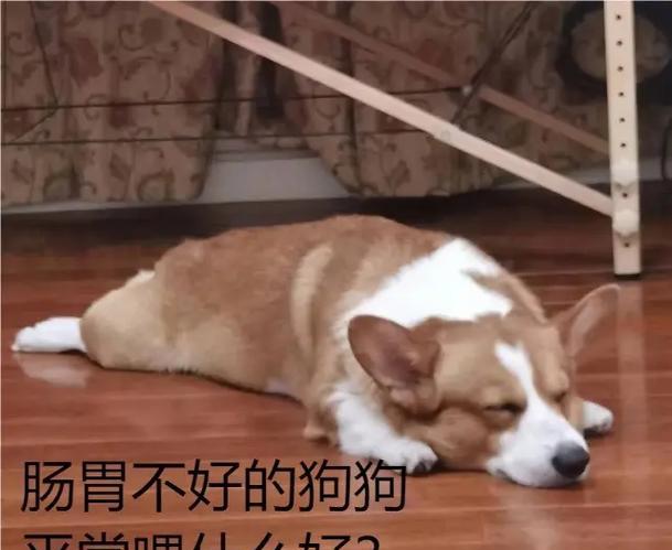 狗狗肠胃不适怎么办|实用指南助你轻松应对(图2) 狗狗肠胃不适怎么办|实用指南助你轻松应对(图2)