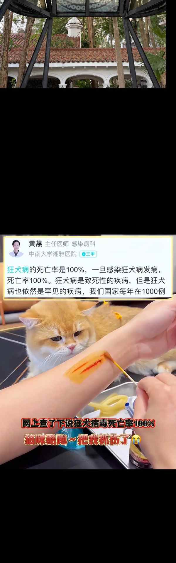 狗狗疫苗接种全攻略｜新手养宠必看的接种手续指南(图2)