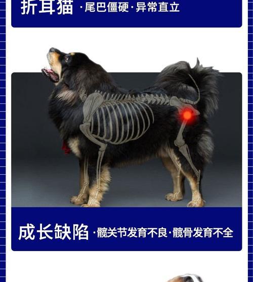 狗脚骨折康复饮食指南|促进愈合的食物选择(图1) 狗脚骨折康复饮食指南|促进愈合的食物选择(图1)