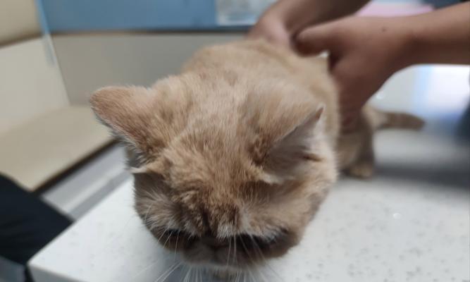 小狗淌鼻子打喷嚏怎么办｜实用药物与护理指南(图1)