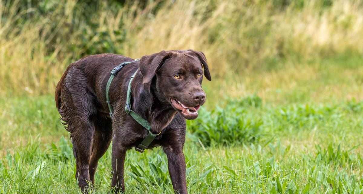 40天拉布拉多饮食指南|科学喂养助力健康成长(图2) 40天拉布拉多饮食指南|科学喂养助力健康成长(图2)