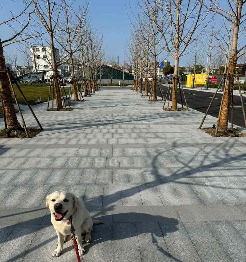 40天拉布拉多饮食指南｜科学喂养助力健康成长