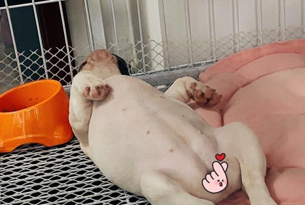 法斗睡觉注意事项｜宠物犬舒适睡眠全攻略