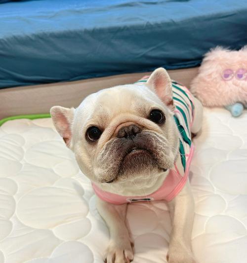 法斗睡觉注意事项｜宠物犬舒适睡眠全攻略(图2)