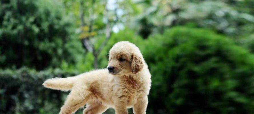 何时领养狗狗最佳?|实用指南全攻略(图2) 何时领养狗狗最佳?|实用指南全攻略(图2)