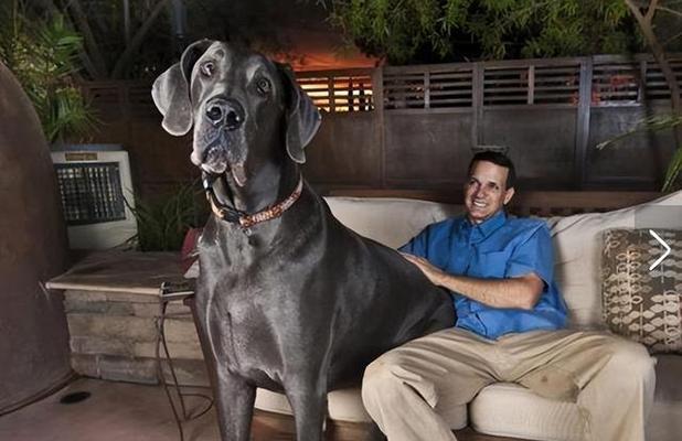 何时领养狗狗最佳?|实用指南全攻略(图3) 何时领养狗狗最佳?|实用指南全攻略(图3)