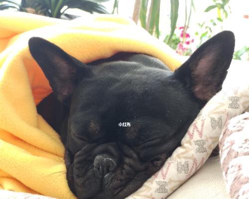 法斗睡觉注意事项｜宠物犬舒适睡眠全攻略(图3)