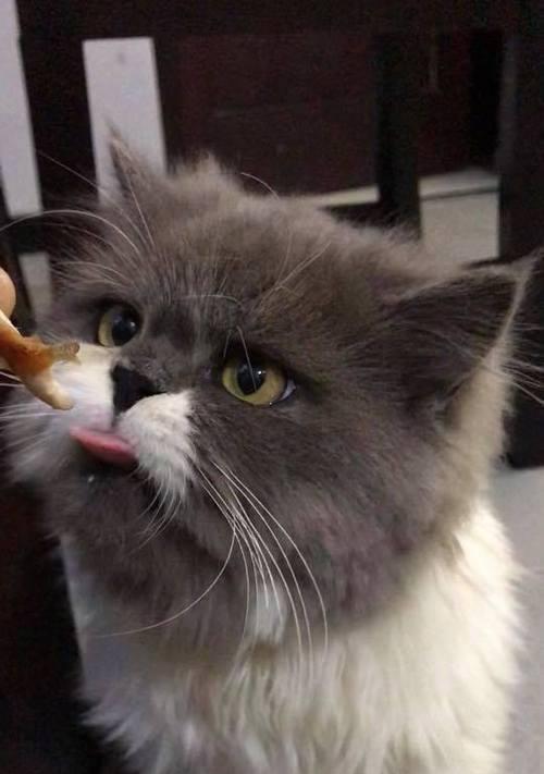 猫咪自制美食全攻略|健康营养美味佳肴(图3) 猫咪自制美食全攻略|健康营养美味佳肴(图3)