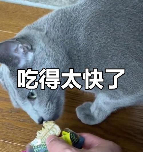 猫咪自制美食全攻略｜健康营养美味佳肴