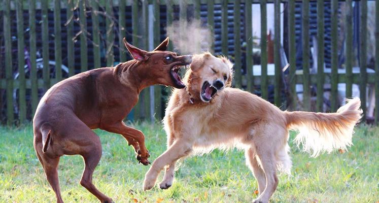 何时领养狗狗最佳？｜实用指南全攻略