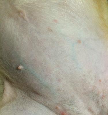 狗狗肚子下面长痘痘的解决方法与药物推荐｜实用指南(图3)