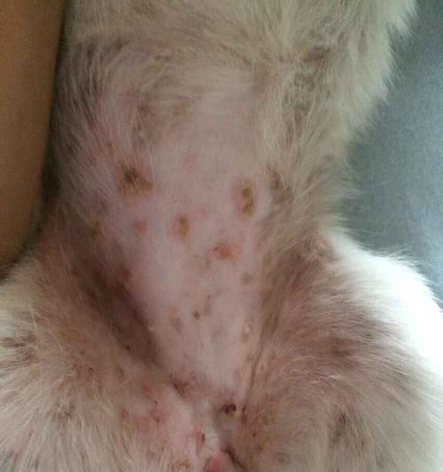 狗狗肚子下面长痘痘的解决方法与药物推荐｜实用指南(图2)