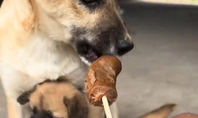 大狗饮食需求全攻略|科学喂养关键要点(图2) 大狗饮食需求全攻略|科学喂养关键要点(图2)