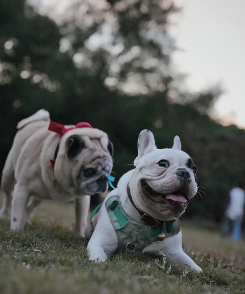 大狗饮食需求全攻略｜科学喂养关键要点