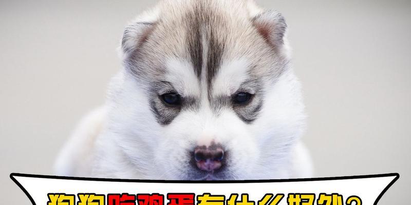 狗狗鸡蛋过敏症状及应对措施｜实用指南(图2)