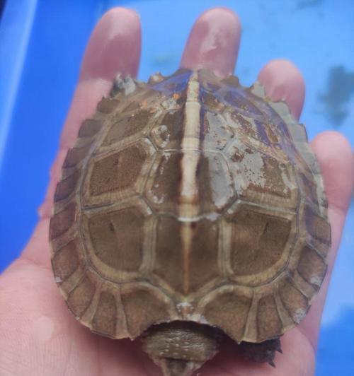 亚洲巨龟野外饮食习性全攻略｜揭秘它们吃什么(图3)