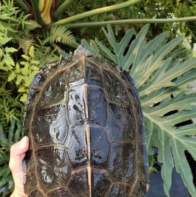 亚洲巨龟野外饮食习性全攻略｜揭秘它们吃什么