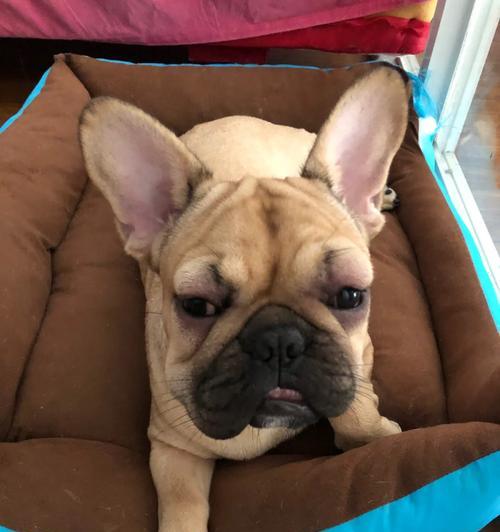 狗狗鸡蛋过敏症状及应对措施｜实用指南(图3)