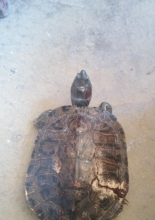 乌龟摔楼受伤后饮食调理全攻略｜促进康复的关键要点(图1)