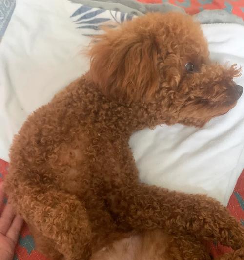 狗狗鸡蛋过敏症状及应对措施｜实用指南