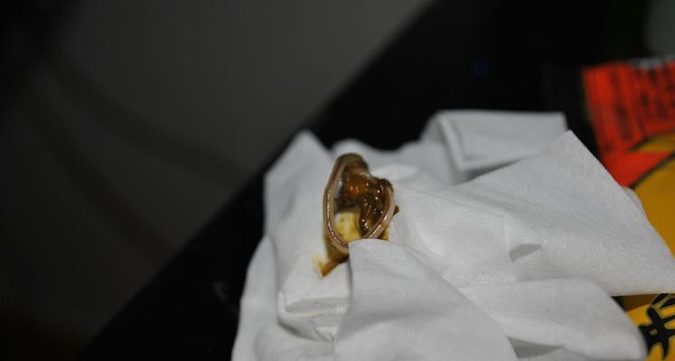 狗狗肠道细长虫子全攻略｜识别与预防指南(图2)