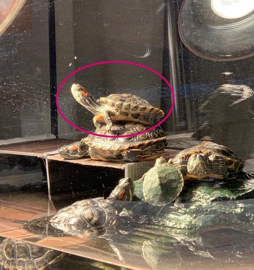 乌龟摔楼受伤后饮食调理全攻略｜促进康复的关键要点(图3)