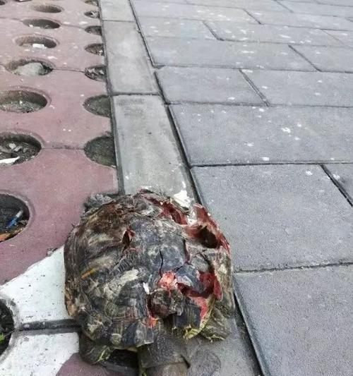 乌龟摔楼受伤后饮食调理全攻略｜促进康复的关键要点(图2)